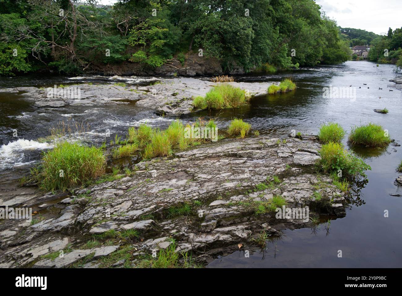 L'erba Phalaris arundinacea (erba canaria di canne) cresce nel fiume Dee a Llangollen nel Galles del Nord. L'erba ha una distribuzione mondiale. Foto Stock