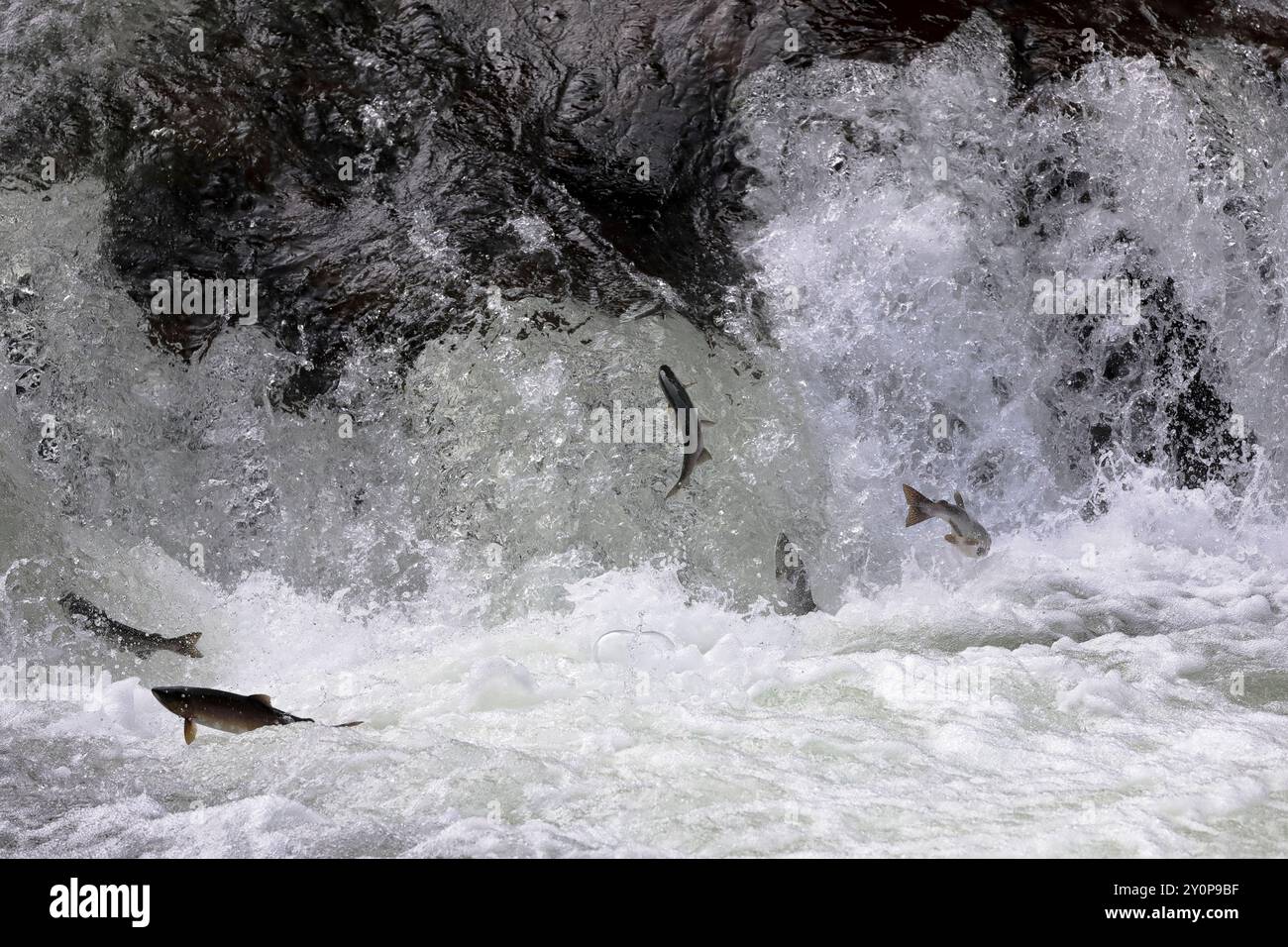 Cinque salmoni Chinook (Oncorhynchus tshawytscha), noti anche come Spring, King o Tyee, che saltano una cascata nel fiume Kakweiken durante la corsa dei salmoni Foto Stock Cinque salmoni Chinook (Oncorhynchus tshawytscha), noti anche come Spring, King o Tyee, che saltano una cascata nel fiume Kakweiken durante la corsa dei salmoni Foto Stock