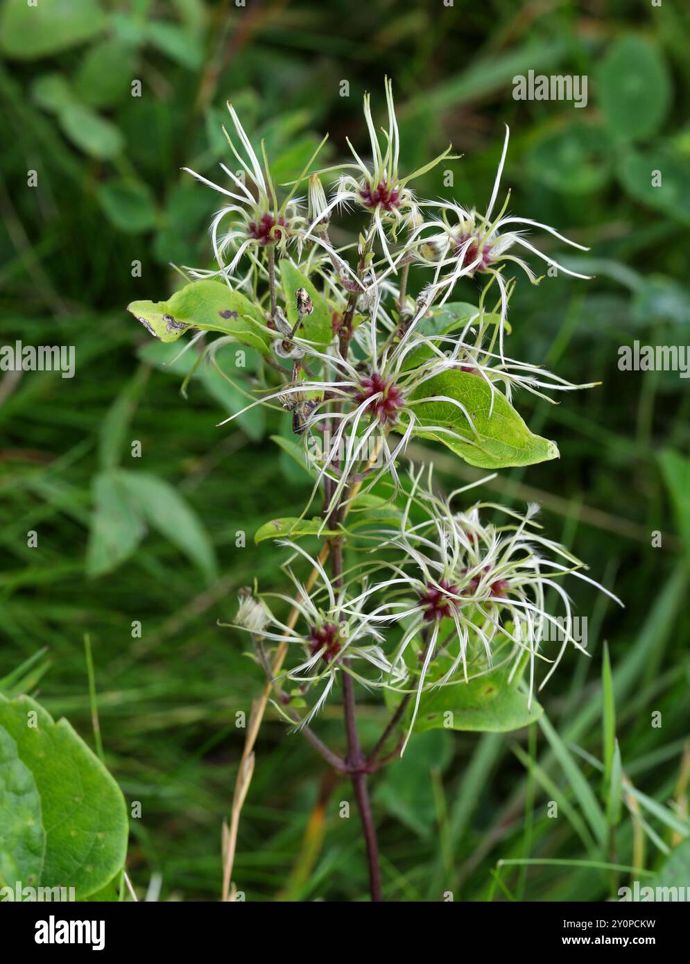 Seedhead of Old Man's Beard o Traveller's Joy, Clematis vitalba, Ranunculaceae. REGNO UNITO. È una pianta invasiva in molti luoghi. Foto Stock