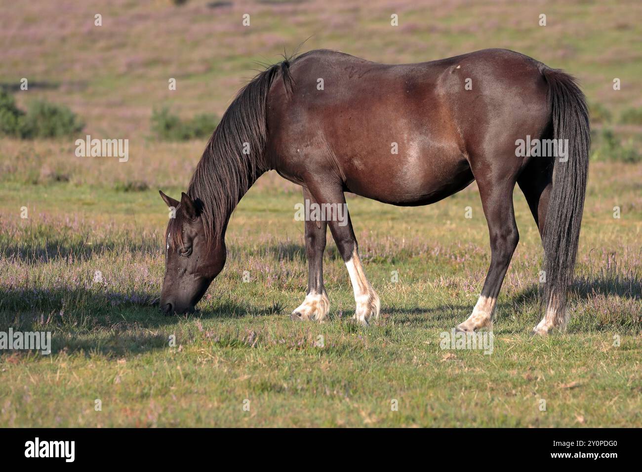 Un pony marrone scuro della New Forest con i piedi bianchi, in piedi, che mangia erba, rivolto verso sinistra Foto Stock