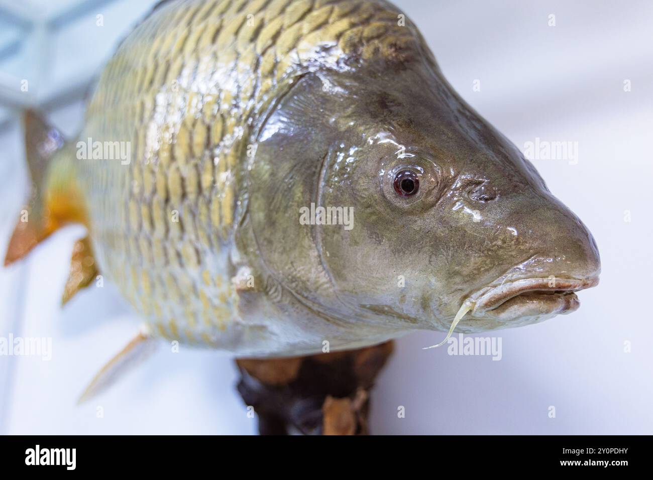 Una vista dettagliata di un pesce d'acqua dolce che mostra le sue vivaci scale e le caratteristiche distintive mentre riposa in un acquario, evidenziando il suo ambiente sereno Foto Stock