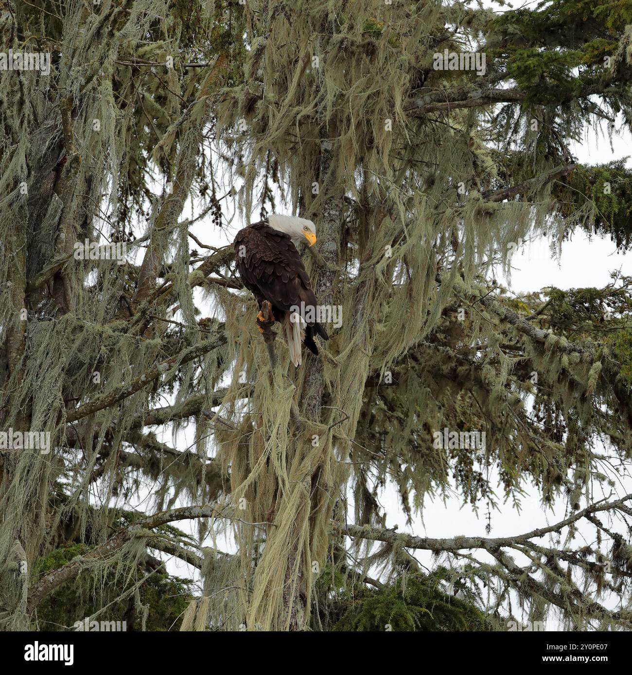 Un'aquila calva (Haliaeetus leucocephalus) arroccata su un albero appeso alla barba del vecchio, che guarda in basso Foto Stock