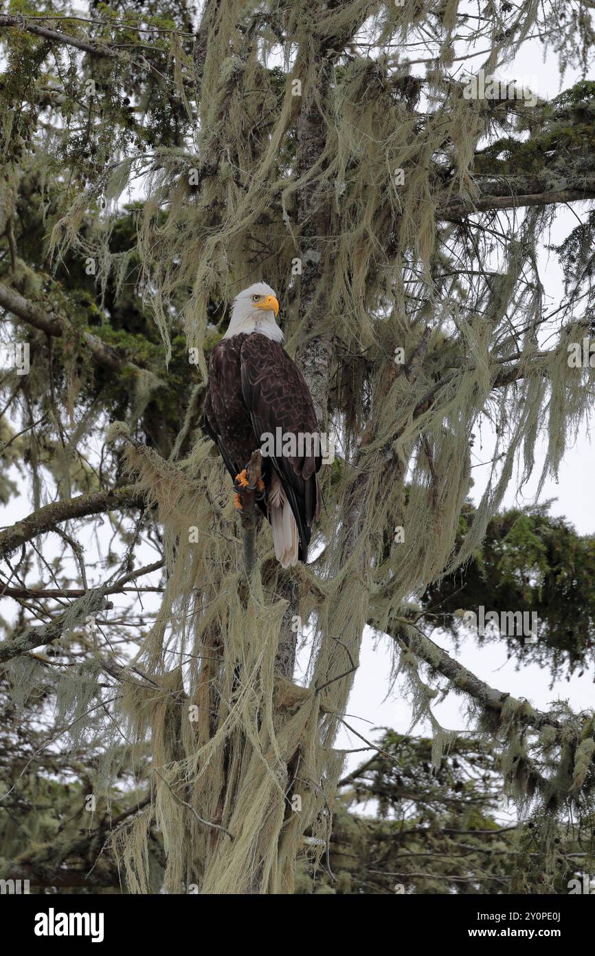 Un'aquila calva (Haliaeetus leucocephalus) arroccata su un albero appeso alla barba del vecchio, guardando la macchina fotografica Foto Stock