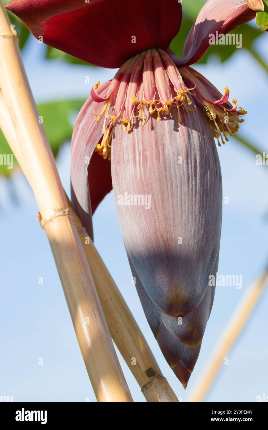 Particolare di un fiore di banana (Musa x paradisiaca), noto come ghianda, è l'infiorescenza maschile che dà origine ai frutti, le banane Foto Stock Particolare di un fiore di banana (Musa x paradisiaca), noto come ghianda, è l'infiorescenza maschile che dà origine ai frutti, le banane Foto Stock