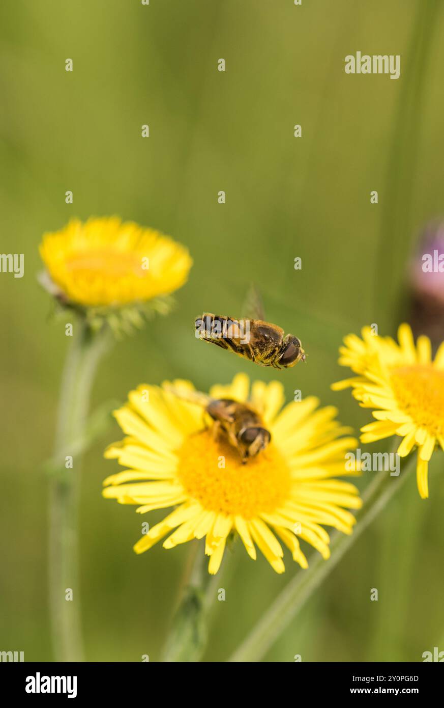 Dronefly a strisce (Eristalis nemorum) con un maschio che vola sopra (e protegge) una femmina che si nutre di Fleabane. Tipico di questa specie. Foto Stock