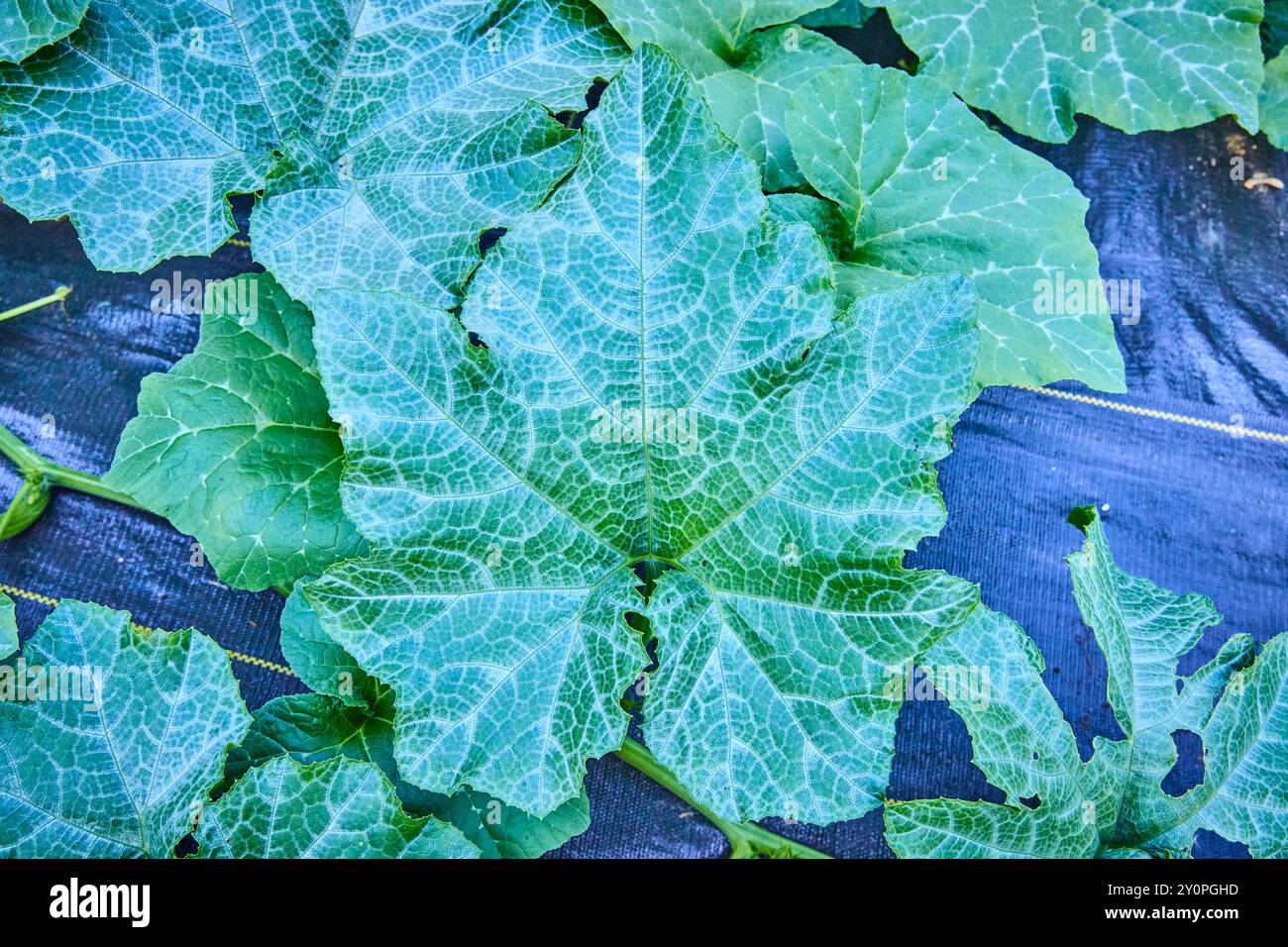 Grandi foglie verdi di squash sulla copertura del terreno scuro Vista a livello dell'occhio Foto Stock