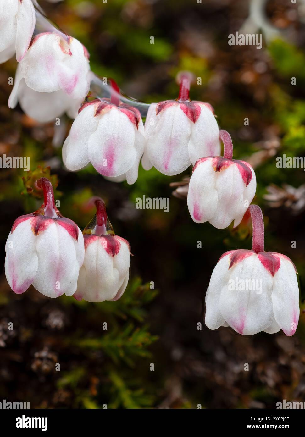 Moss Bell heather Foto Stock