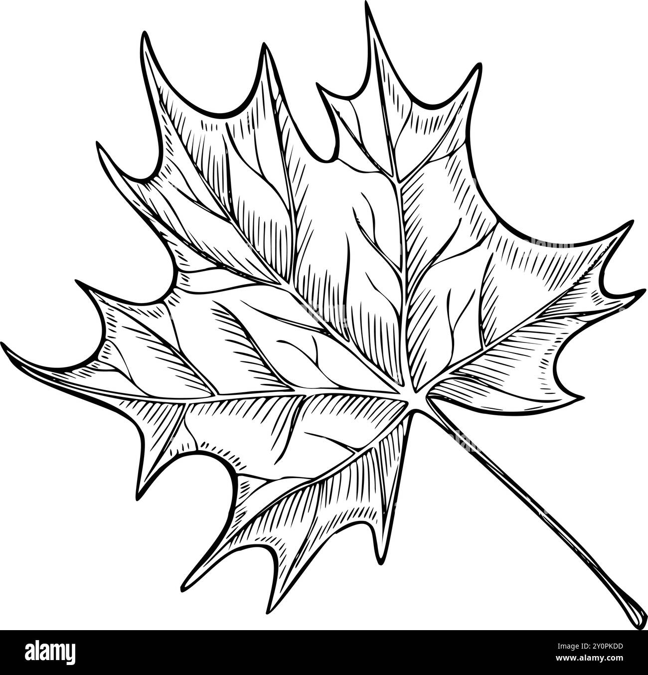 Illustrazione Vector Autumn Maple Leaf. Arte botanica lineare per decorazioni autunnali stagionali o inviti di Halloween su sfondo isolato. Delineare il disegno nero per il festival Harvest. Incisione floreale. Illustrazione Vettoriale