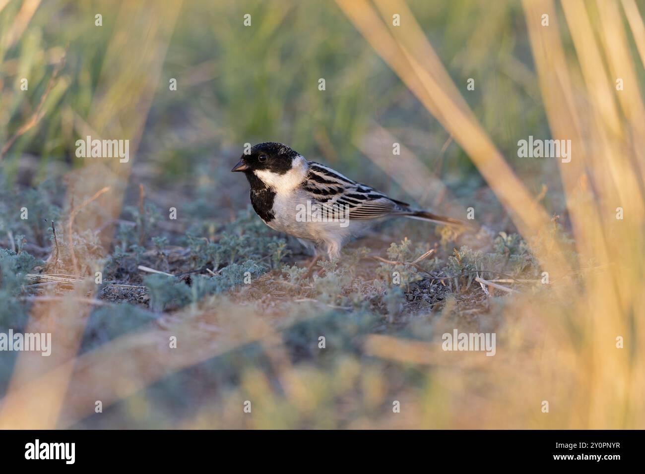 Coniglio maschile di Pallade (Emberiza pallasi lydiae) che si forgia a terra. Foto Stock
