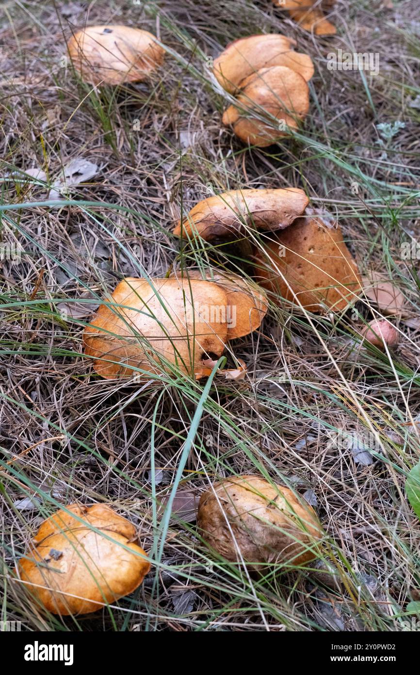 Funghi che crescono a terra nella foresta Foto Stock