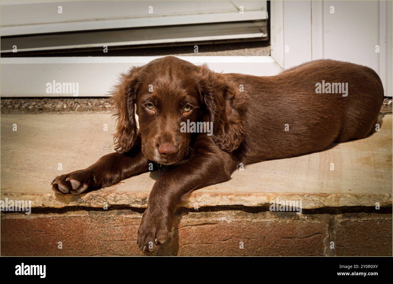 Winsford, Cheshire West e Chester, Regno Unito - 20 agosto 2024 - cucciolo di dieci settimane di cioccolato spagnolo steso su un gradino Foto Stock