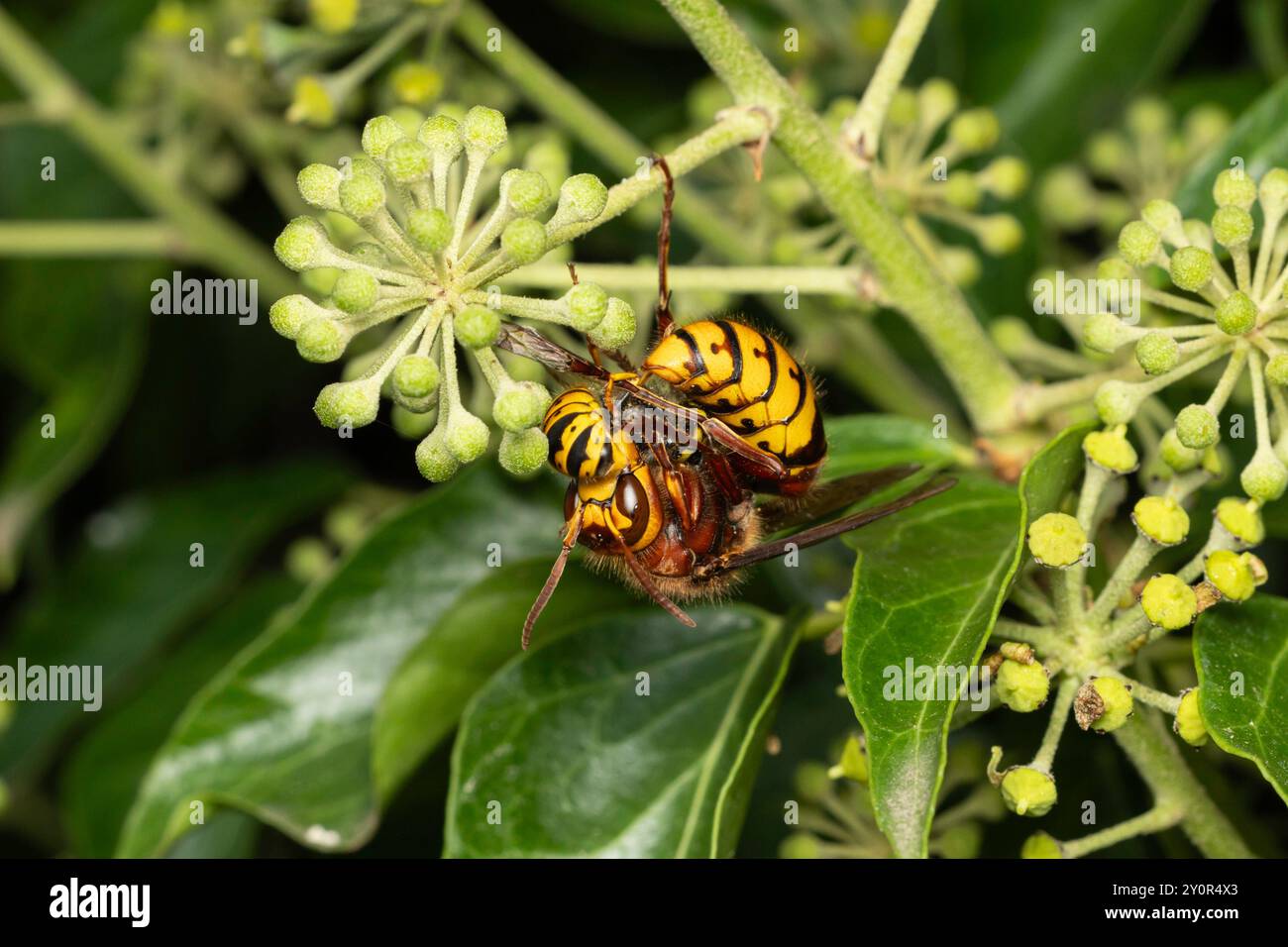 Un Hornet, lacera una vespa, Regno Unito Foto Stock