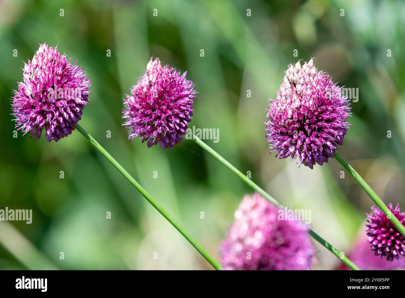 Primo piano di un fiore di aglio a testa tonda (allium sphaerocephalon) in fiore Foto Stock