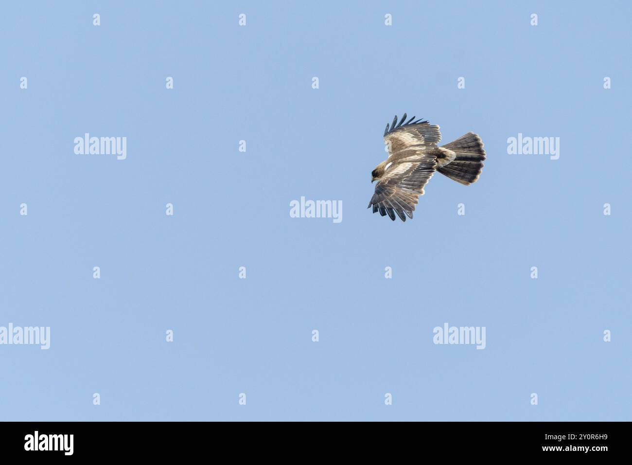 Ha avviato Eagle Hieraaetus pennatus in volo Foto Stock
