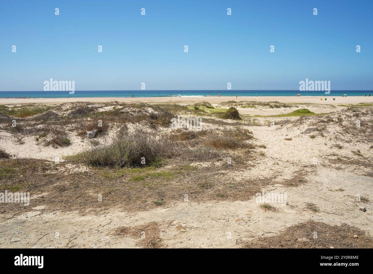 Spiaggia con vegetazione dune. Playa de los Lances, Tarifa, Costa de la Luz, Andalusia, Spagna. Foto Stock