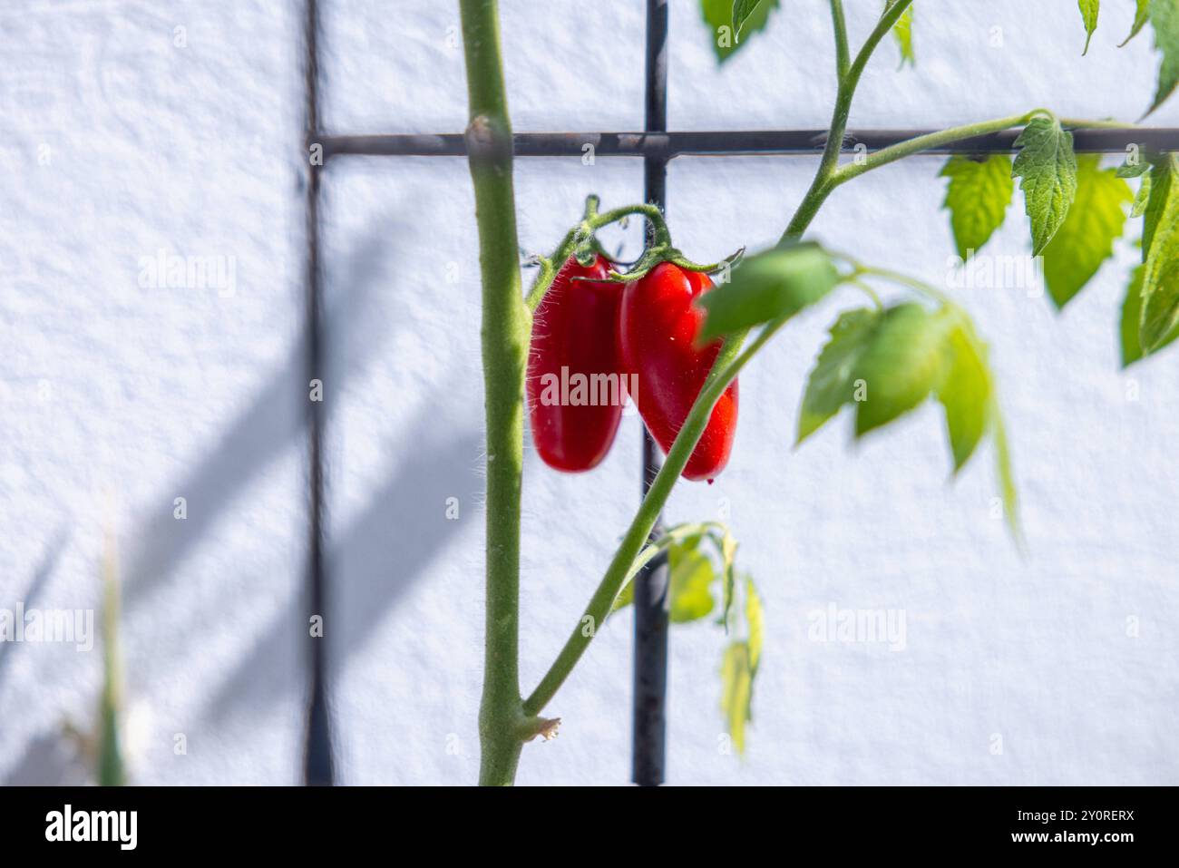 Tomaten auf dem Balkon. Deutschland, Berlino am 02.09.2024: Kleine rote Tomaten in der Sonne wachsen auf einem Balkon. *** Pomodori sul balcone Germania, Berlino il 02 09 2024 piccoli pomodori rossi che crescono al sole su un balcone Foto Stock