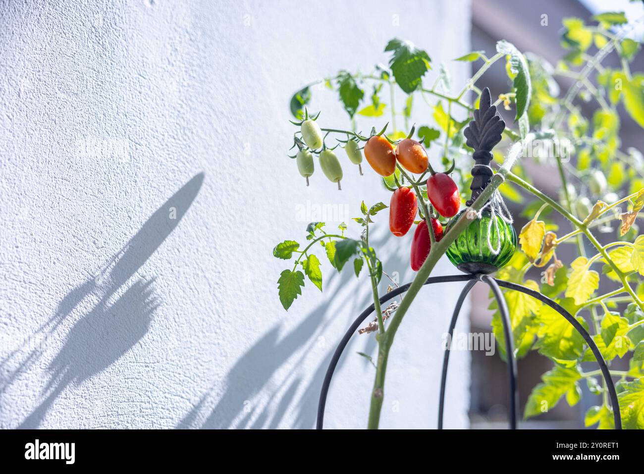 Tomaten auf dem Balkon. Deutschland, Berlino am 02.09.2024: Kleine rote Tomaten in der Sonne wachsen auf einem Balkon. *** Pomodori sul balcone Germania, Berlino il 02 09 2024 piccoli pomodori rossi che crescono al sole su un balcone Foto Stock