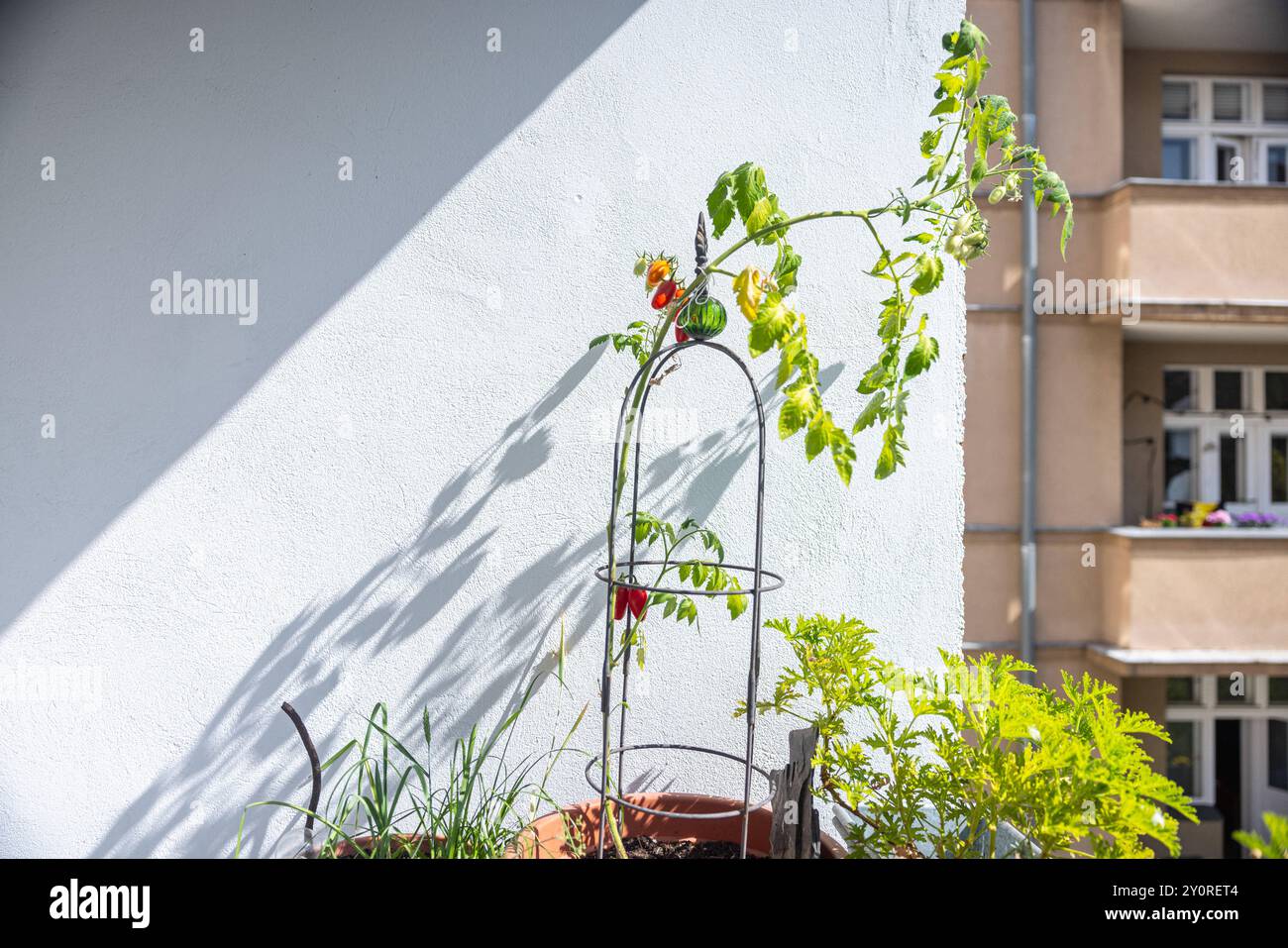 Tomaten auf dem Balkon. Deutschland, Berlino am 02.09.2024: Kleine rote Tomaten in der Sonne wachsen auf einem Balkon. *** Pomodori sul balcone Germania, Berlino il 02 09 2024 piccoli pomodori rossi che crescono al sole su un balcone Foto Stock
