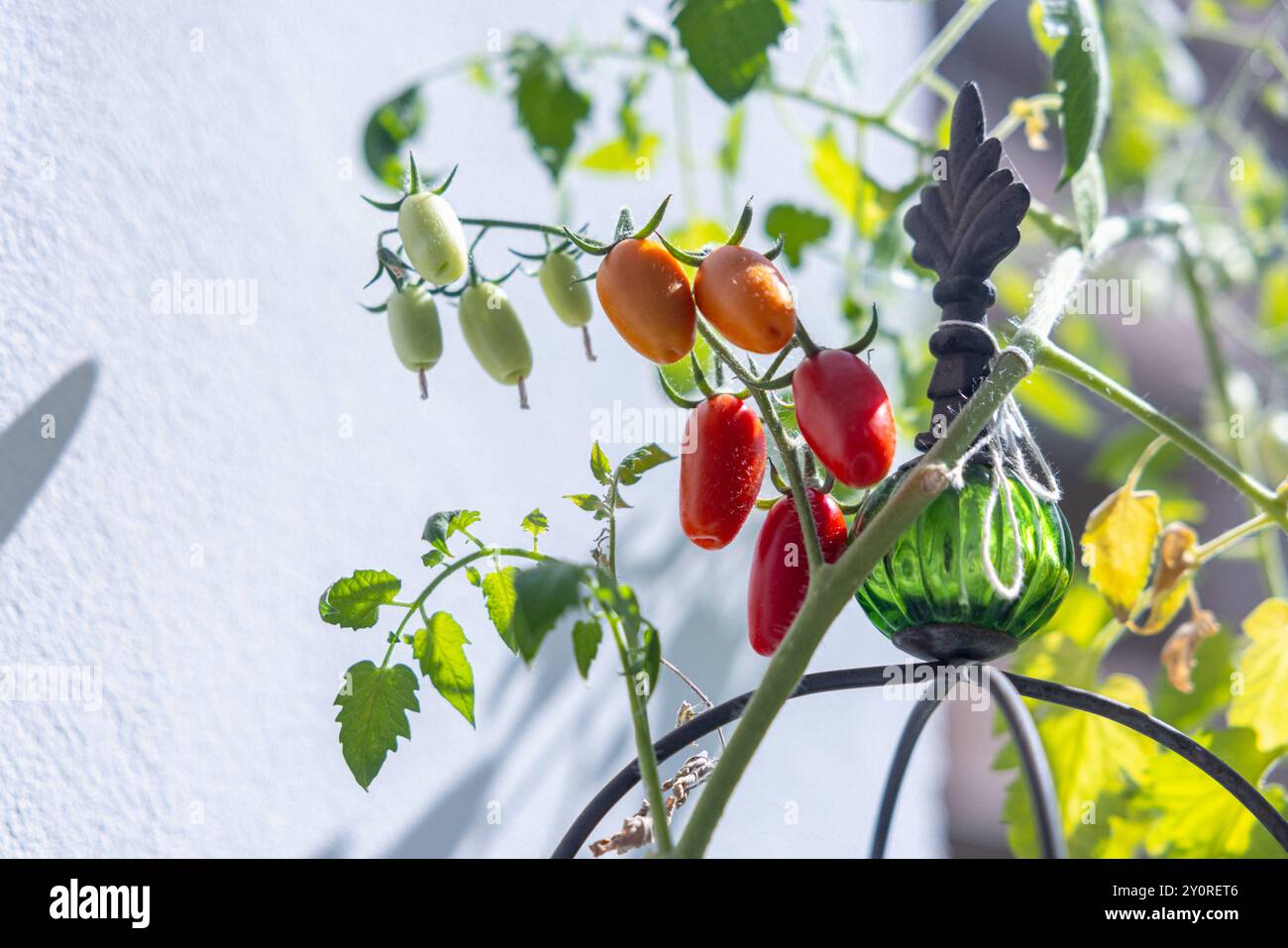 Tomaten auf dem Balkon. Deutschland, Berlino am 02.09.2024: Kleine rote Tomaten in der Sonne wachsen auf einem Balkon. *** Pomodori sul balcone Germania, Berlino il 02 09 2024 piccoli pomodori rossi che crescono al sole su un balcone Foto Stock
