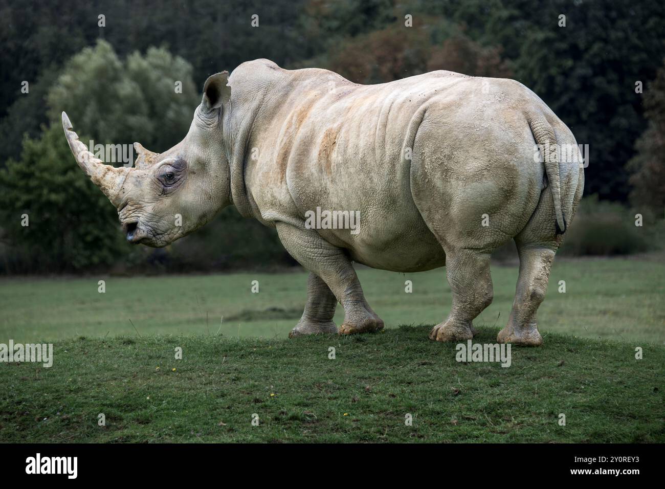 Cotswold Wildlife Park - rinoceronte bianco del Sud. Il nome "bianco" rinoceronte non si riferisce in realtà al loro colore ma alla parola afrikaans "widje" Foto Stock Cotswold Wildlife Park - rinoceronte bianco del Sud. Il nome "bianco" rinoceronte non si riferisce in realtà al loro colore ma alla parola afrikaans "widje" Foto Stock
