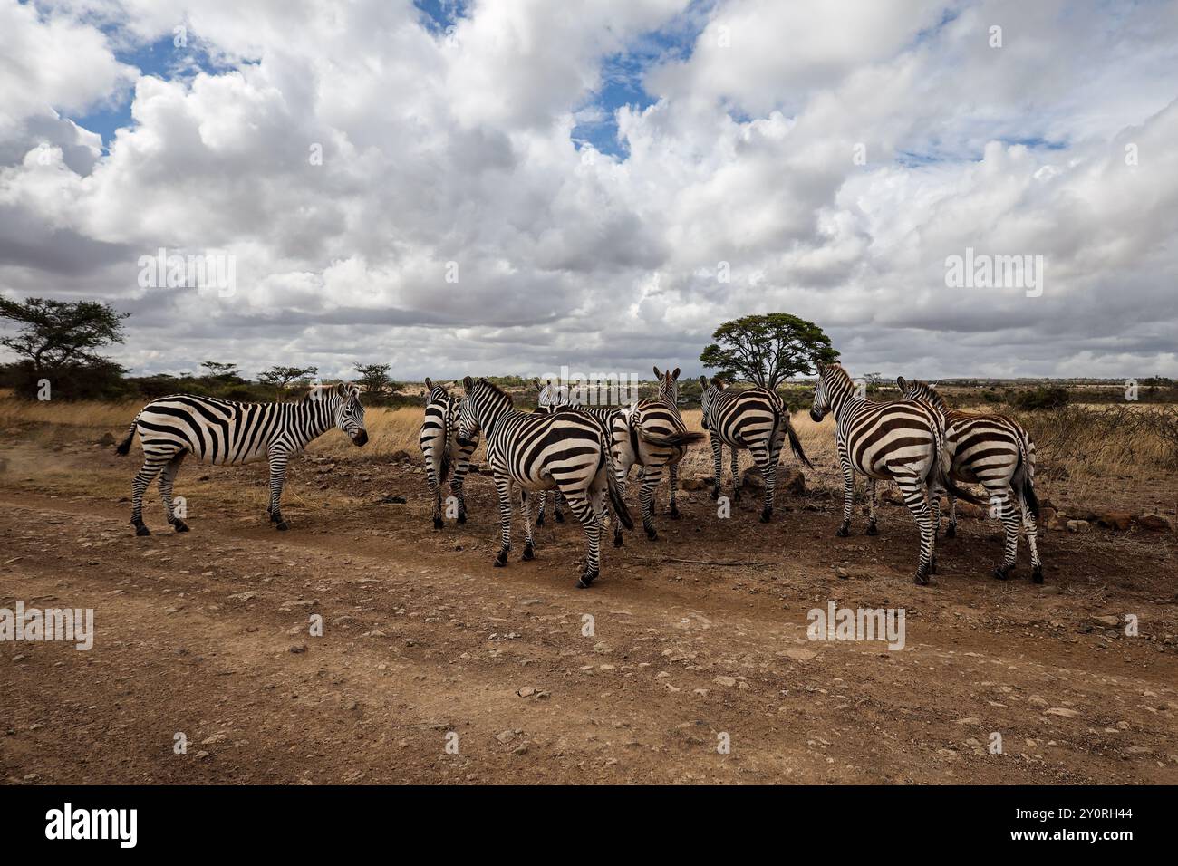 Zebre nel Nairobi Safari Park, Kenya Foto Stock