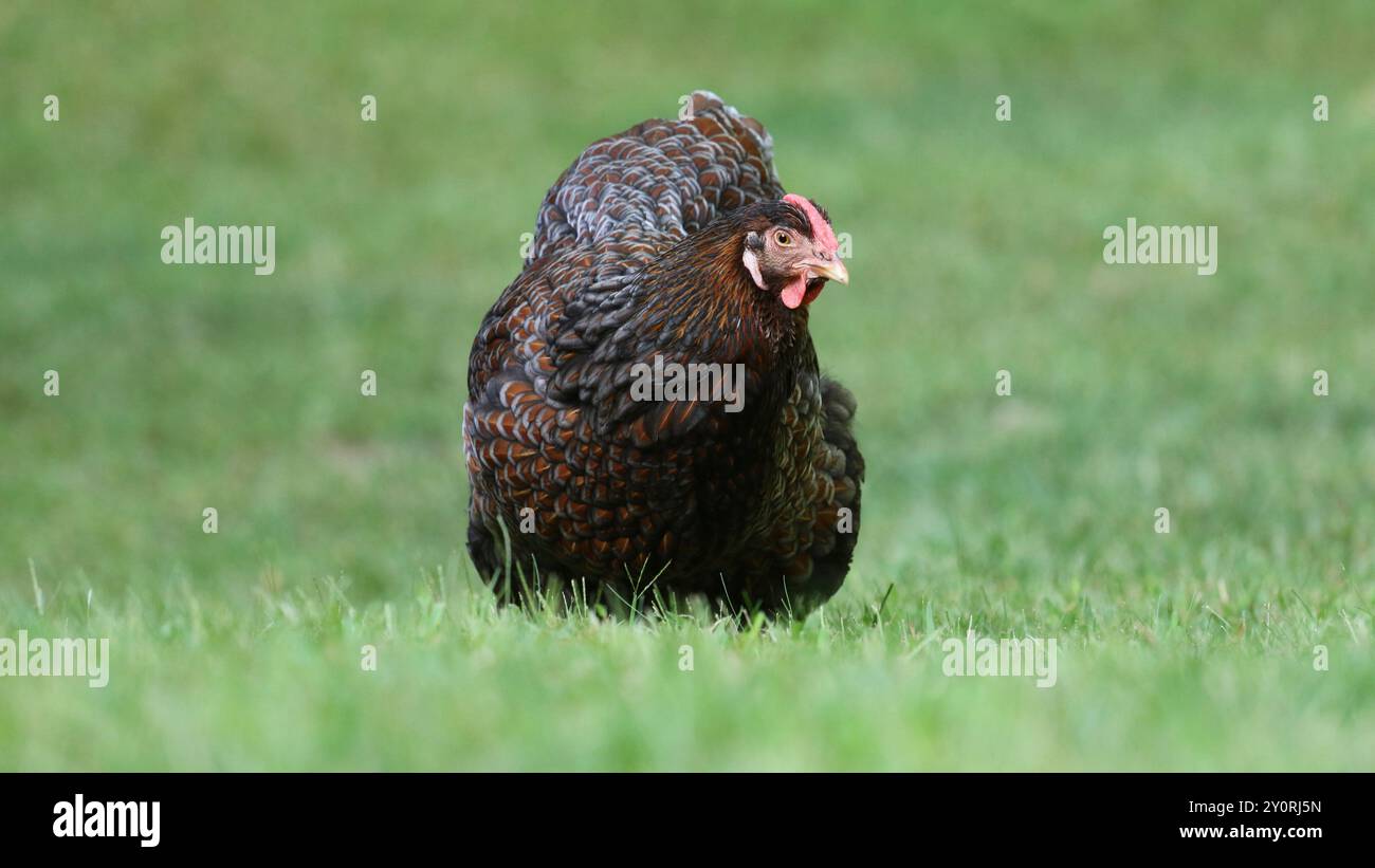 Gallina wyandotte libera in giardino Foto Stock