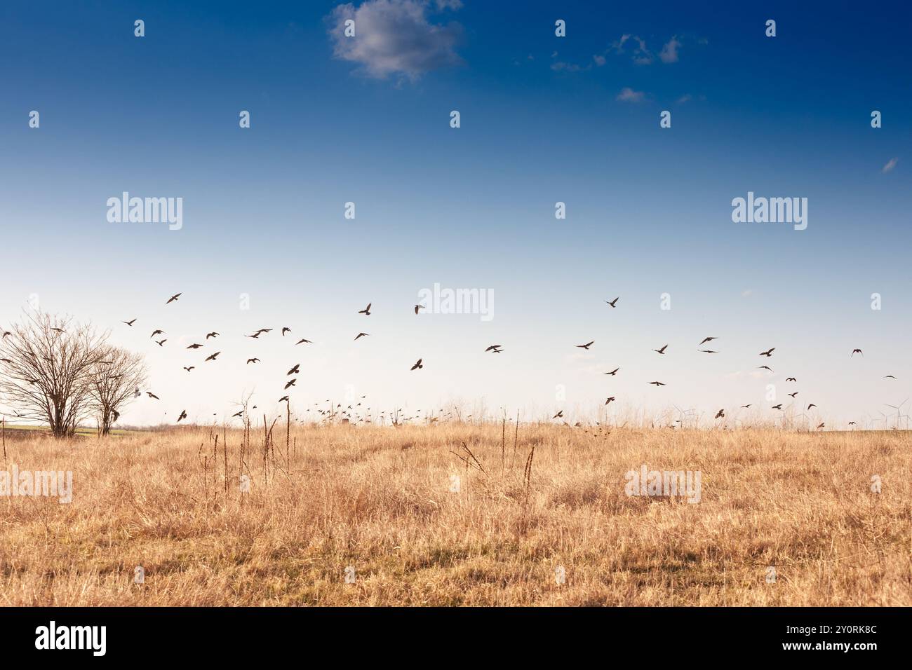 Un gregge di corvi (o corvi) che volano su campi aridi e aridi a Deliblato, Vojvodina, Serbia, catturando la dura bellezza del paesaggio invernale Foto Stock