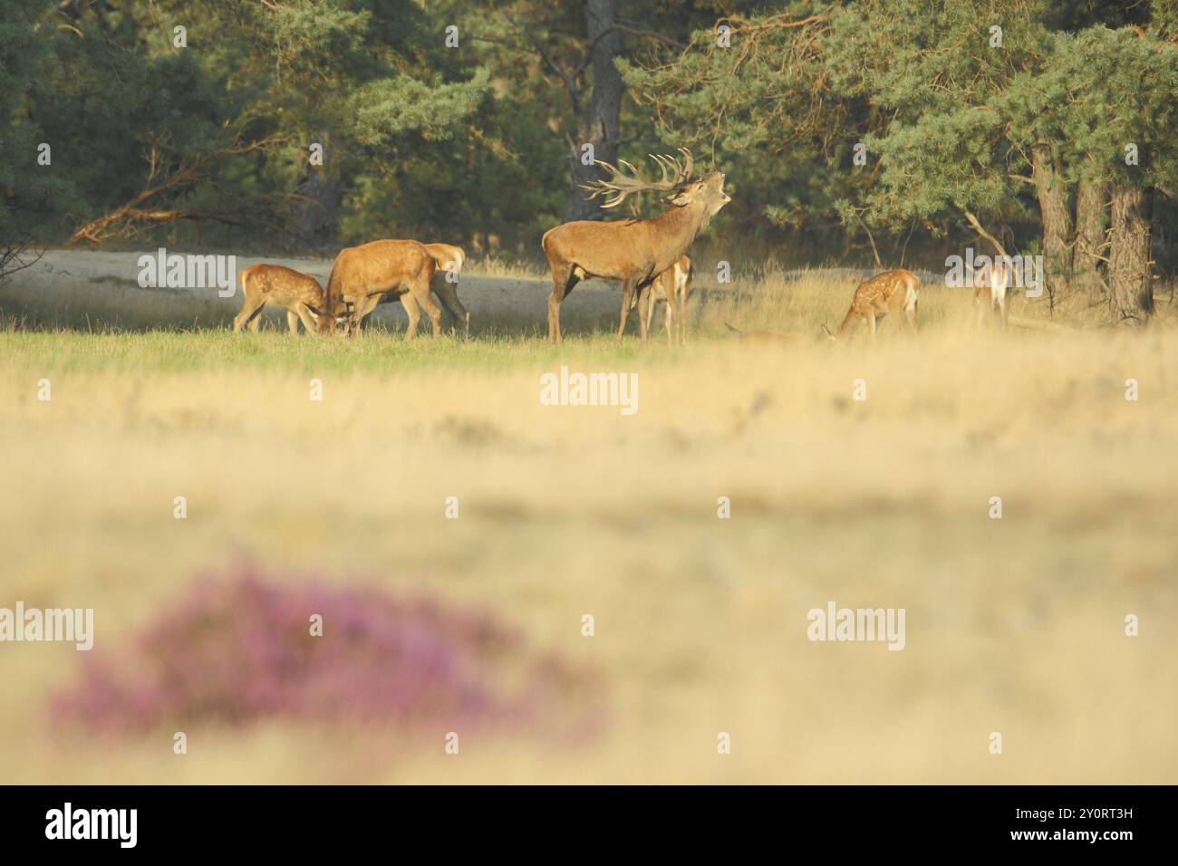 Mandria di cervi rossi (Cervus elaphus) e cervi rossi maschi in rut, rut, corna, brughiera, Parco Nazionale De Hoge Veluwe, Veluwe, Gelderland, Olanda, Nether Foto Stock