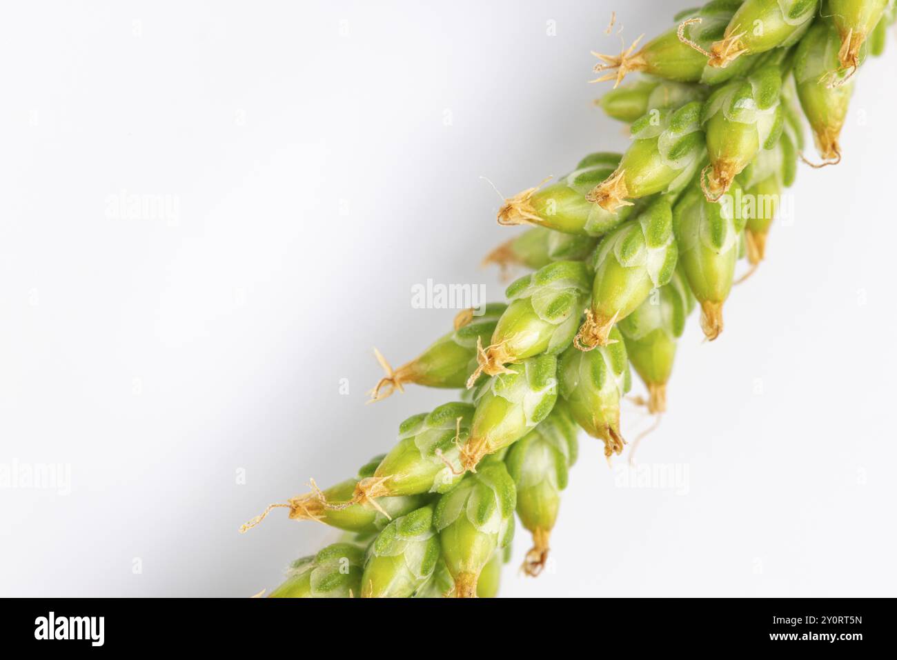 Primo piano, testa di seme verde della piantagione a foglia larga (Plantago Major) su sfondo bianco Foto Stock