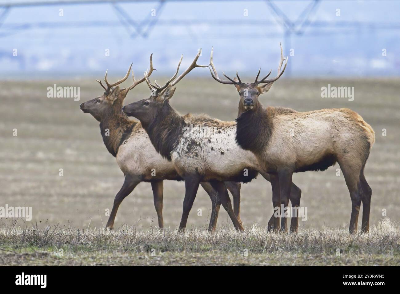 Tre alci grandi provenienti da un allevamento di bestiame in un campo agricolo situato nel nord dell'Idaho nel mese di dicembre Foto Stock