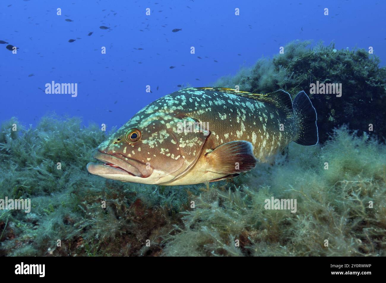 Grouper dusky (Epinephelus marginatus), Mar Mediterraneo, Maiorca, Isole Baleari Isole Baleari, Spagna, Europa Foto Stock