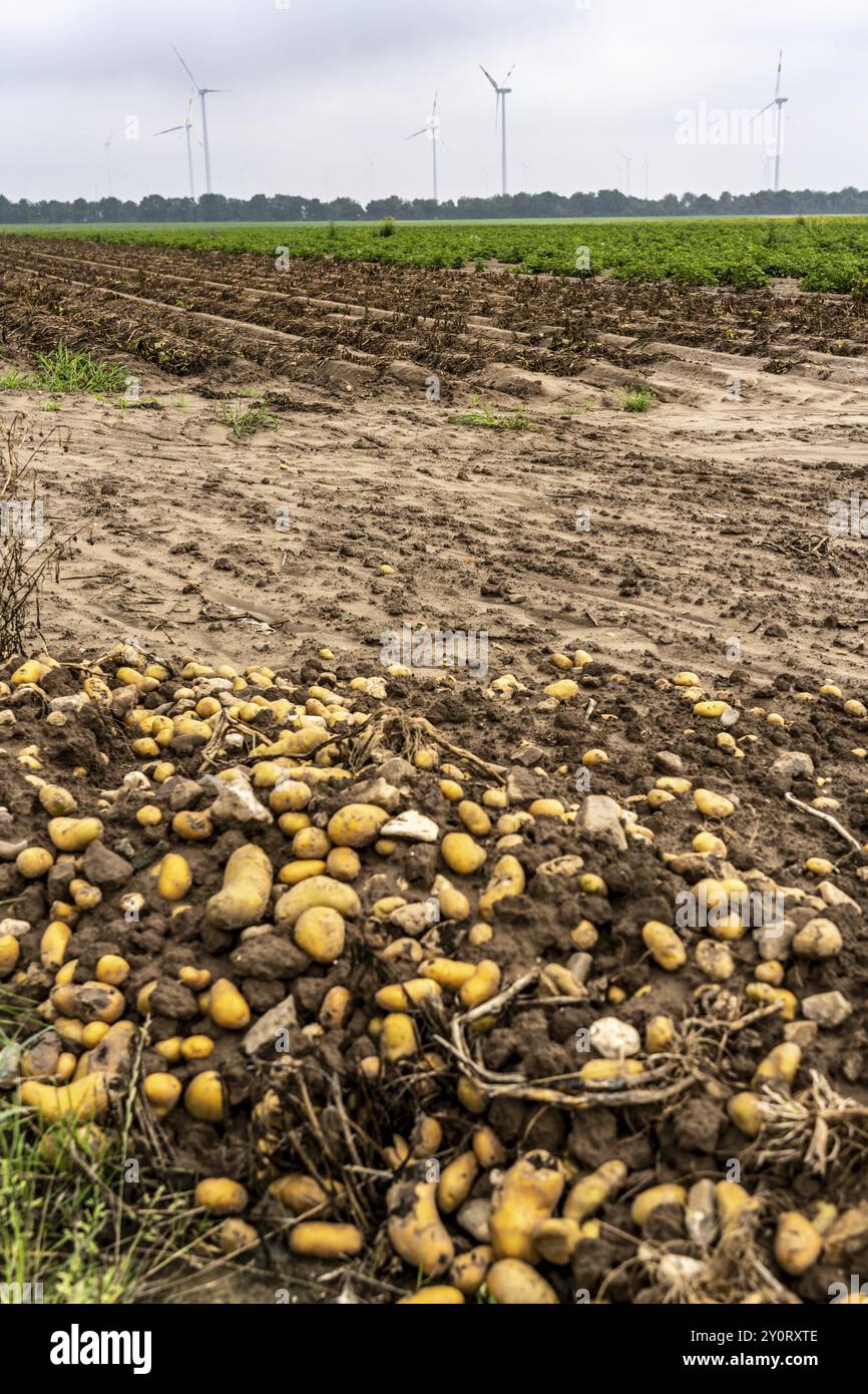 Campo di patate nei pressi di Bedburg, inondato dopo forti piogge, molte creste di patate sono annegate e le piante distrutte, le patate stanno marcigendo, le colture sono fallite, Foto Stock