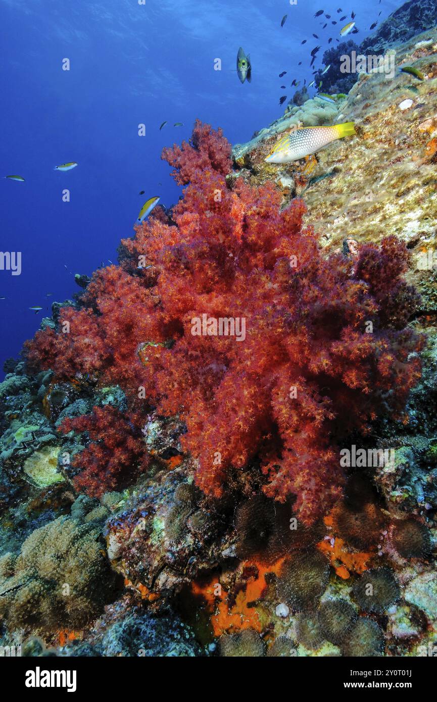 Grande corallo rosso tenero (Dendrnephthya) che cresce nella colorata barriera corallina presso il sito di immersione Hin Daeng a Mu Koh Lanta Marine National Park Marine Park Nature Re Foto Stock