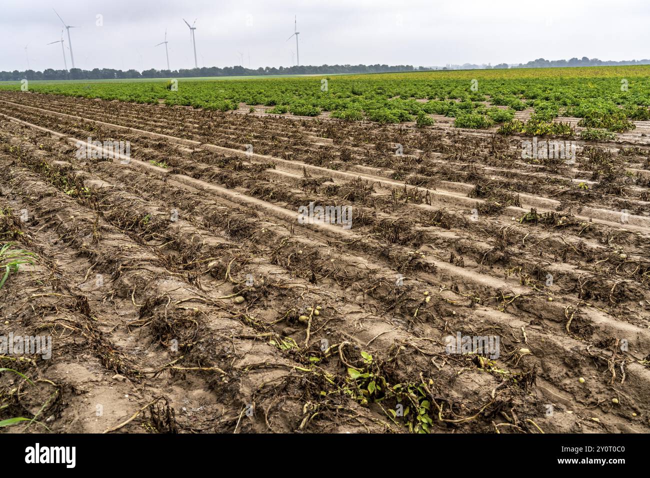 Campo di patate nei pressi di Bedburg, inondato dopo forti piogge, molte creste di patate sono annegate e le piante distrutte, le patate stanno marcigendo, le colture sono fallite, Foto Stock
