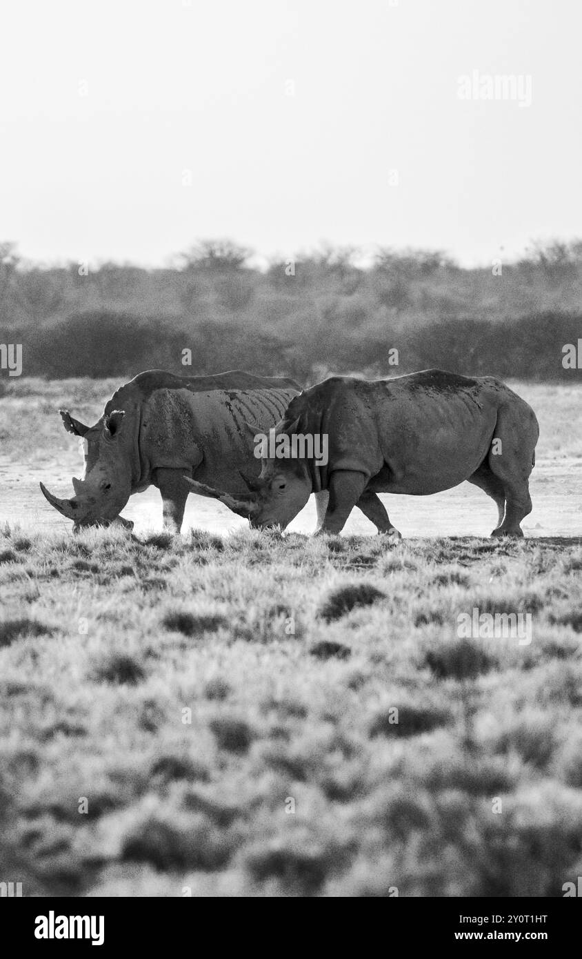 Rinoceronte bianco meridionale (Ceratotherium simum simum), due rinoceronti, foto in bianco e nero, Khama Rhino Sanctuary, Serowe, Botswana, Africa Foto Stock