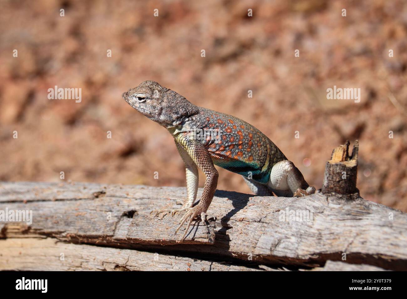 Maschio Greater Earless Lizard o Cophosaurus texanus poggiato su un tronco del Cypress Trail a Payson, Arizona. Foto Stock