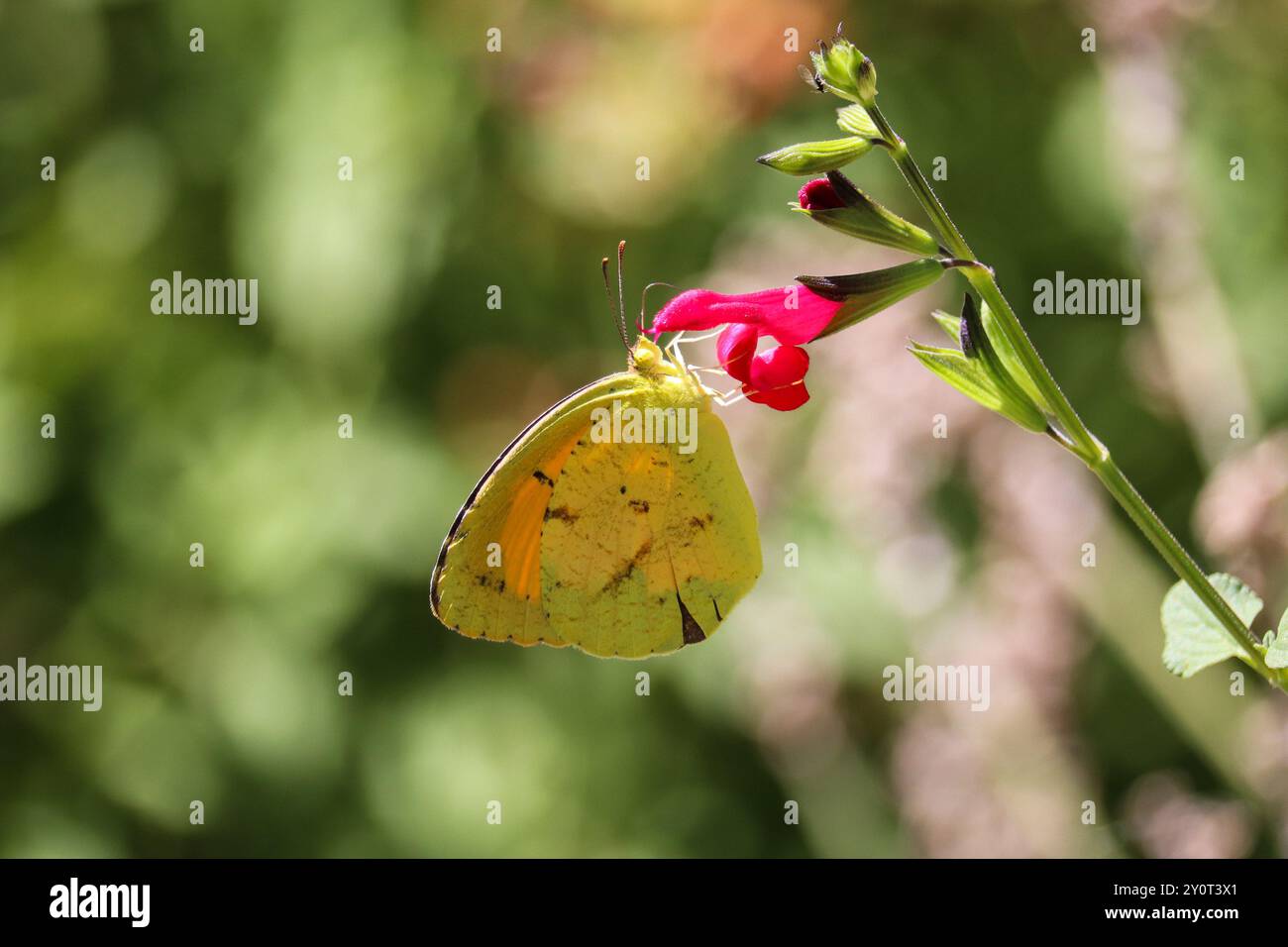 Sleepy Orange o Abaeis nicippe che si nutrono di fiori di salvia in un giardino a Payson, Arizona. Foto Stock