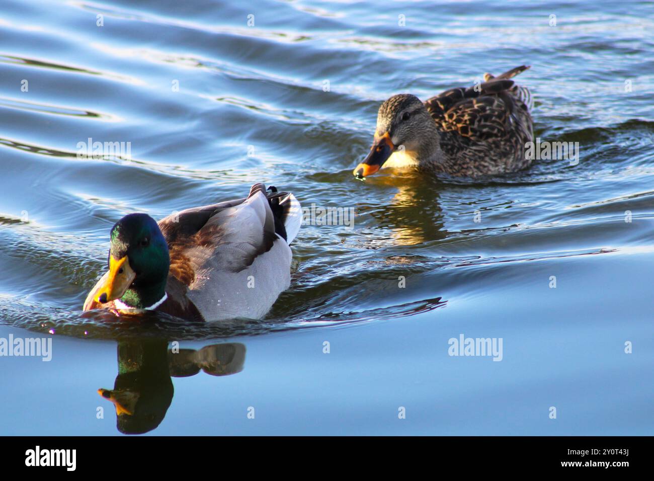 anatre che galleggiano sull'acqua con increspature Foto Stock