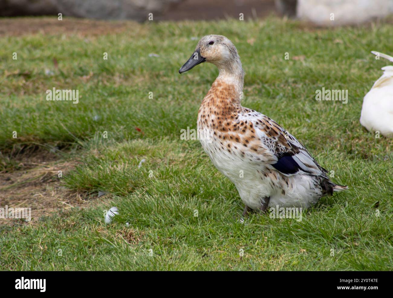 anatra bianca e marrone Foto Stock