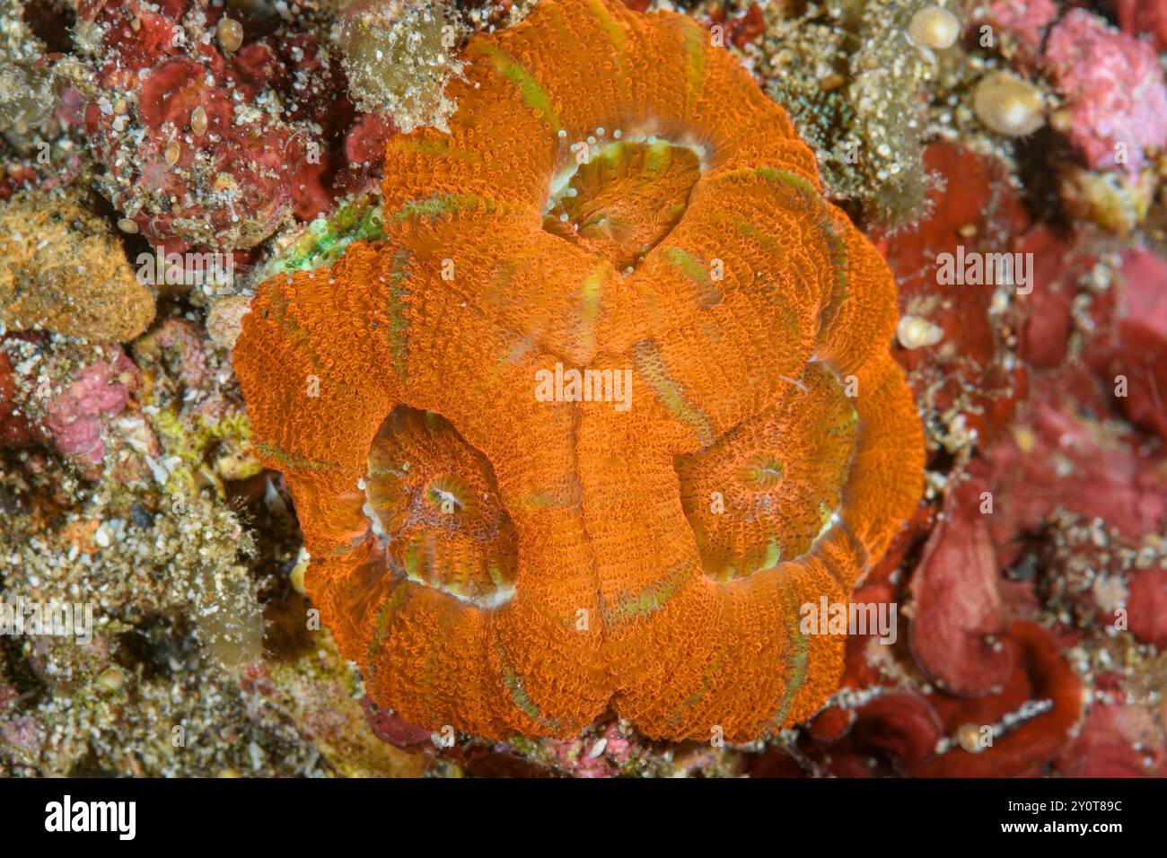 Corallimorph, Micromussa amakusensis, stretto di Lembeh, Sulawesi settentrionale, Indonesia Foto Stock