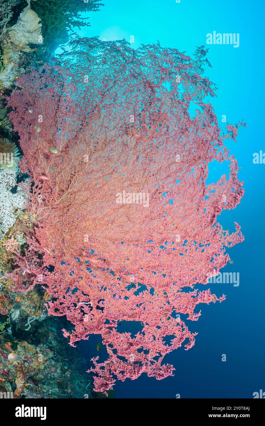 Sea fan, Muricella sp., East Lembeh Island, North Sulawesi, Indonesia Foto Stock