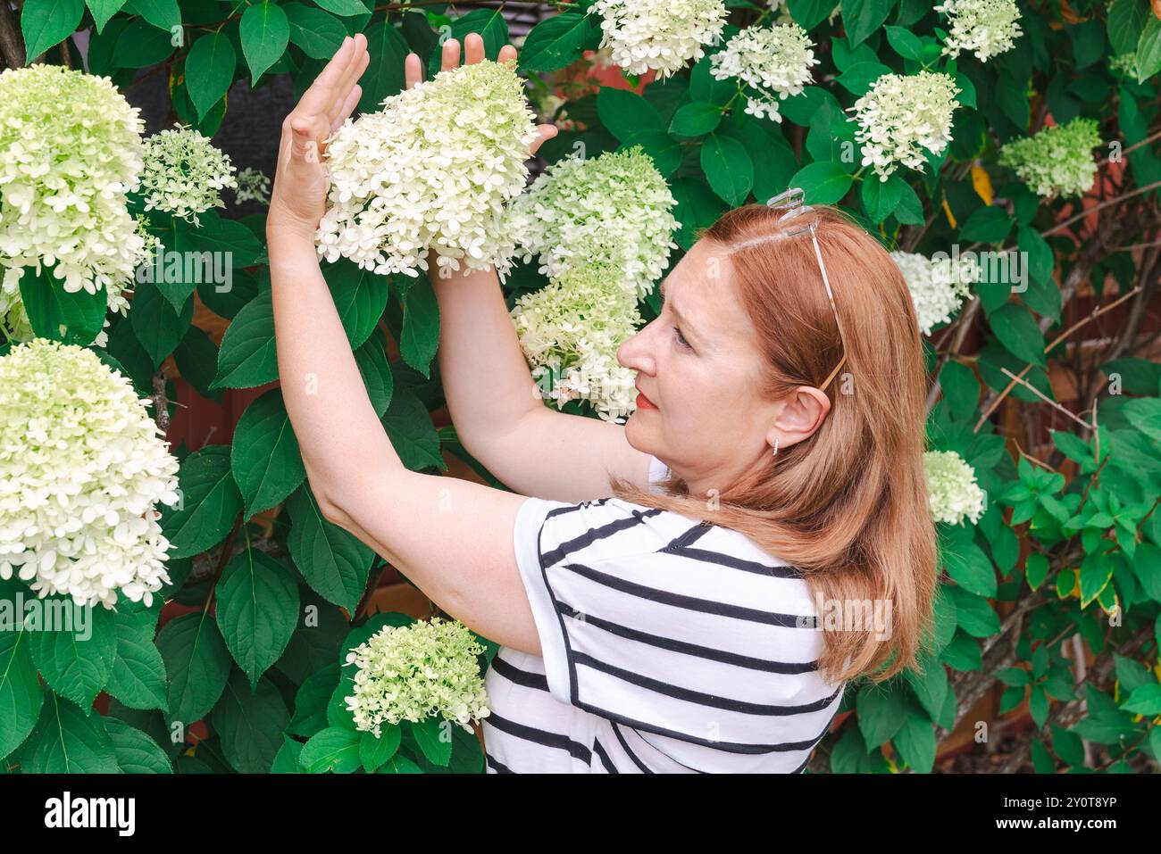 Bella donna matura con un cespuglio di ortensie del panicolo in piena fioritura Foto Stock