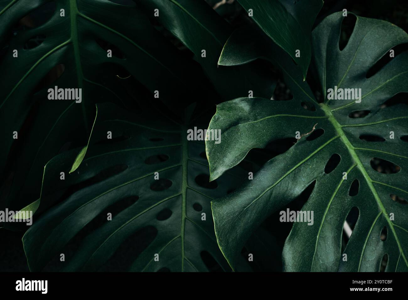 Primo piano foglie di monstera verde su sfondo scuro Foto Stock