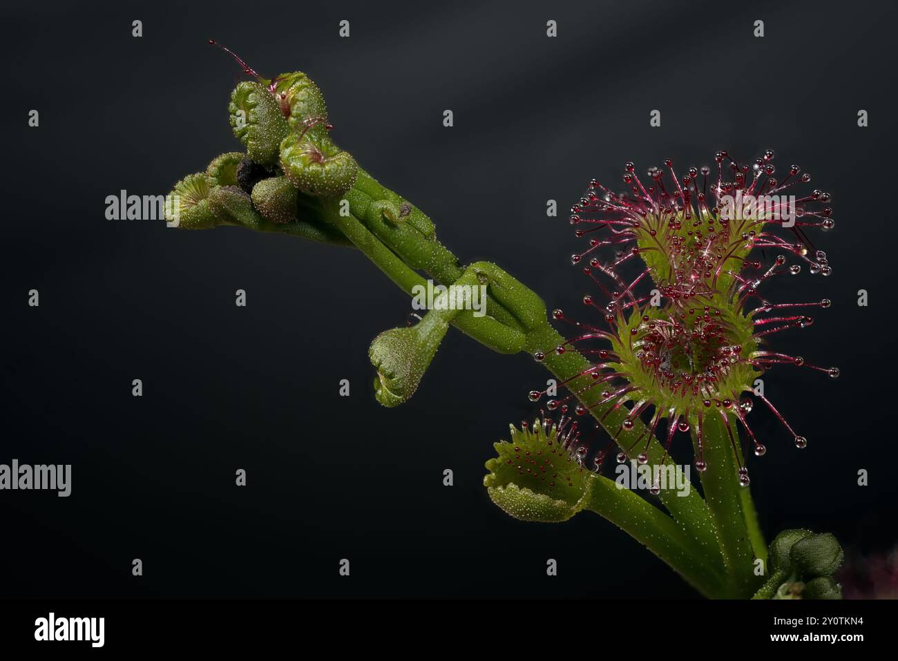 Una pianta di rugiada solare in erba (Drosera) che attira, cattura e digerisce insetti utilizzando ghiandole mucilaginose steli che coprono le superfici delle loro foglie Foto Stock