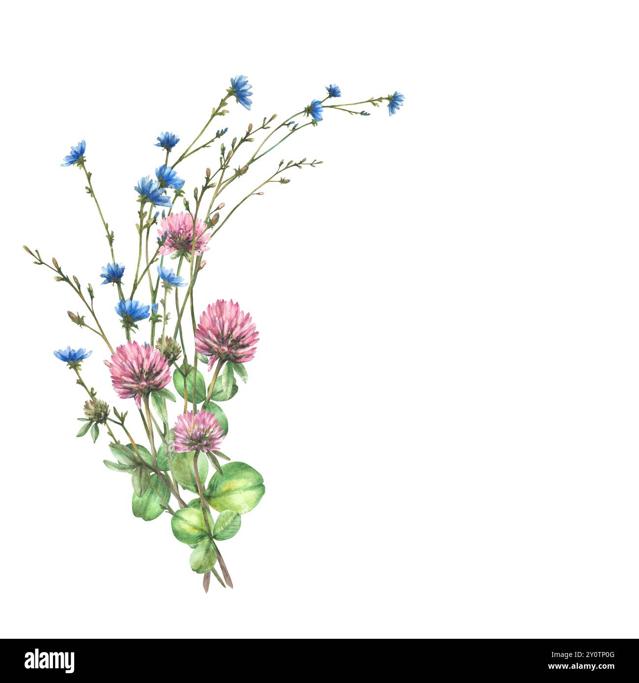 Composizione di fiori selvatici con trifoglio rosa, fiori di cicoria blu, gemme, erbe selvatiche prato. Cornice semicircolare con vegetazione estiva. Acquerello Foto Stock