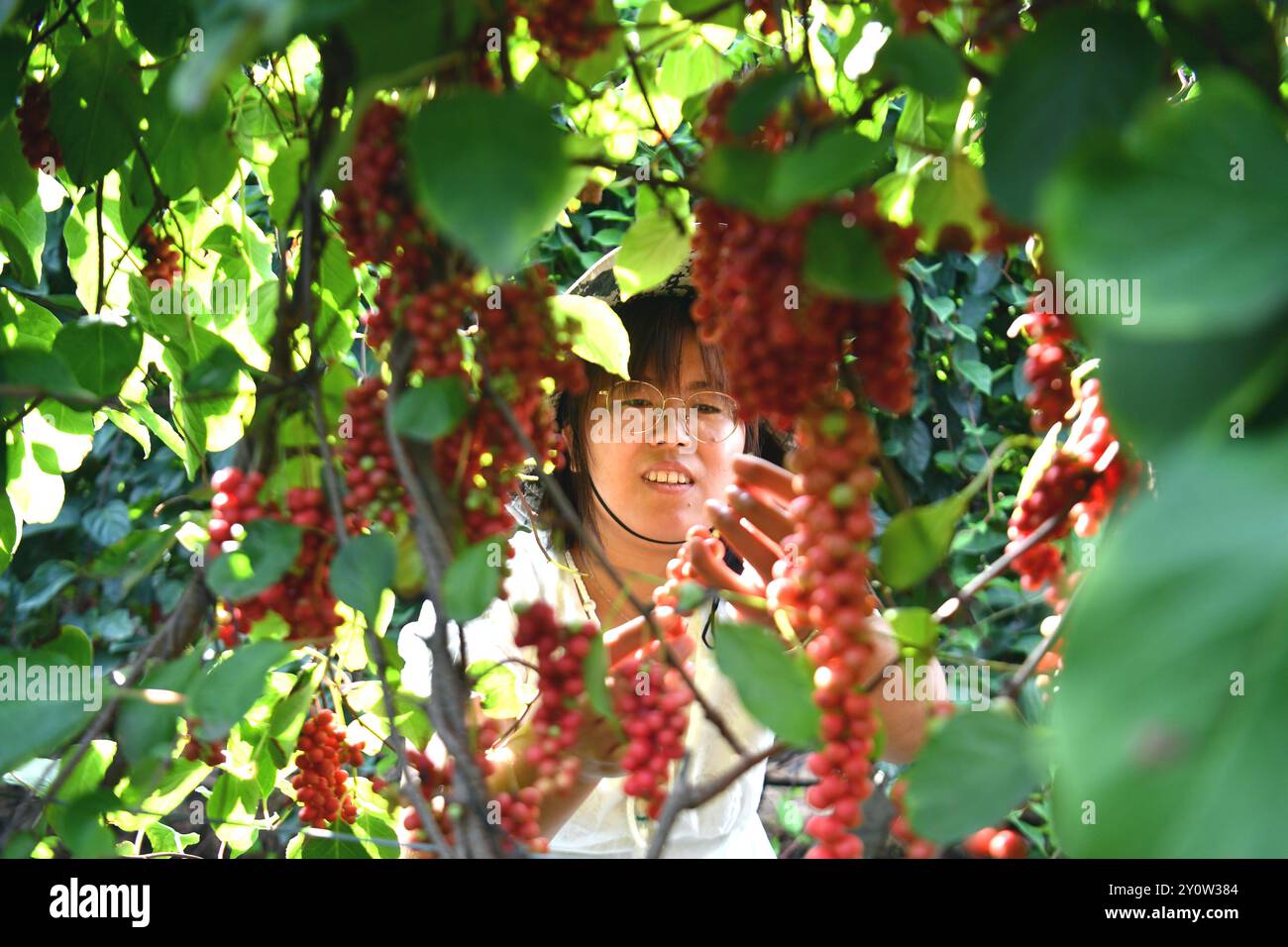 L'immagine mostra il personale che sceglie Schisandra chinensis. Qinhuangdao, Cina.3 settembre 2024.i materiali medicinali cinesi sono entrati nella stagione del raccolto e gli agricoltori sono impegnati a raccoglierli e imballarli. Situato nella base di piantagione cinese di materiali medicinali nella città di Longwangmiao, nella contea autonoma di Qinglong Manchu, nella città di Qinhuangdao, nella provincia di Hebei, negli ultimi anni gli agricoltori locali sono stati guidati a sviluppare la coltivazione di materiali medicinali cinesi quali Schisandra chinensis, Salvia miltiorrhiza, Atractylodes lancea e Scutellaria baicalensis, Qinhuangdao City, provincia di Hebei, Septe Foto Stock