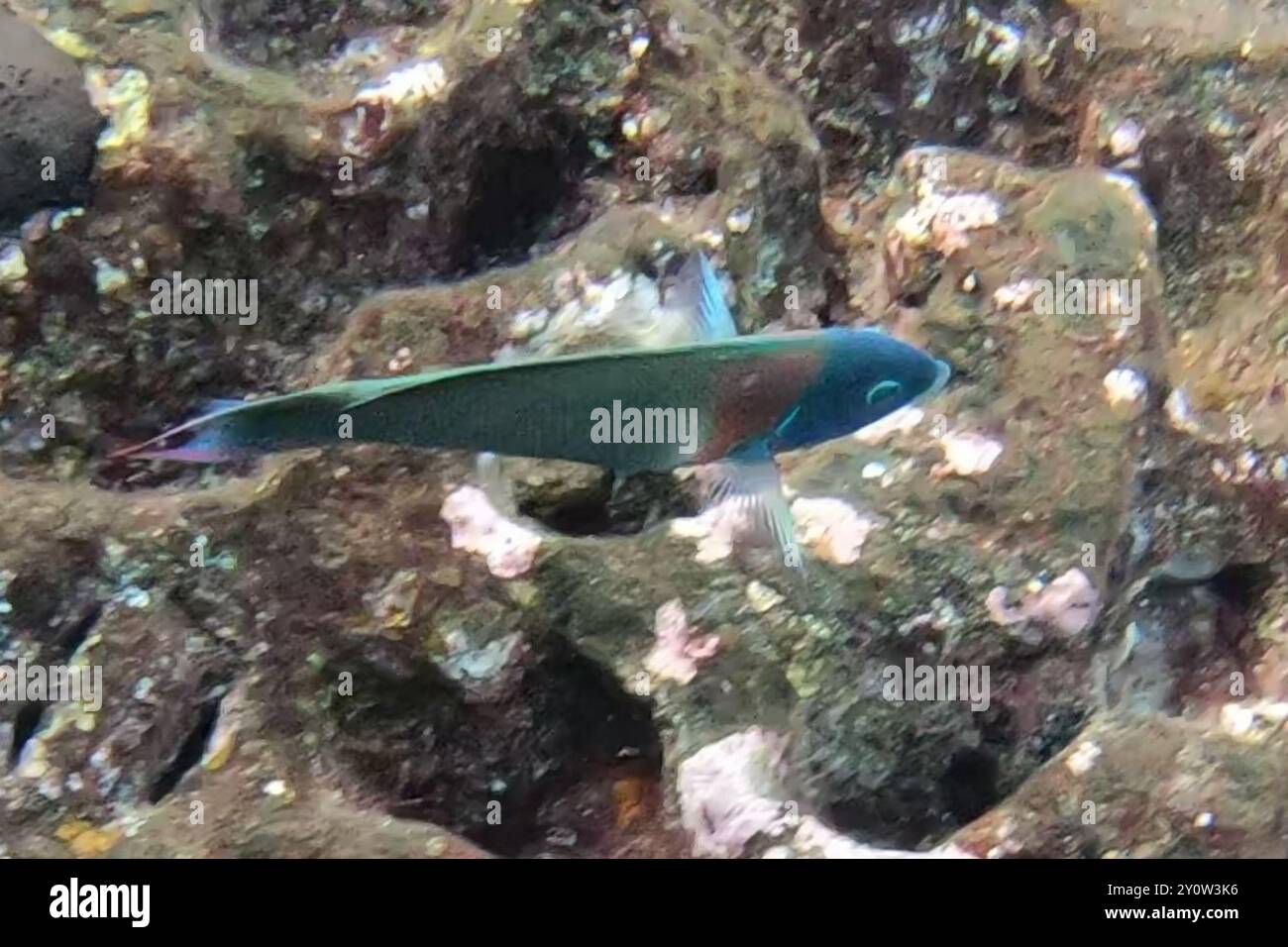 Sella Wrasse (Thalassoma duperrey) Actinopterygii Foto Stock