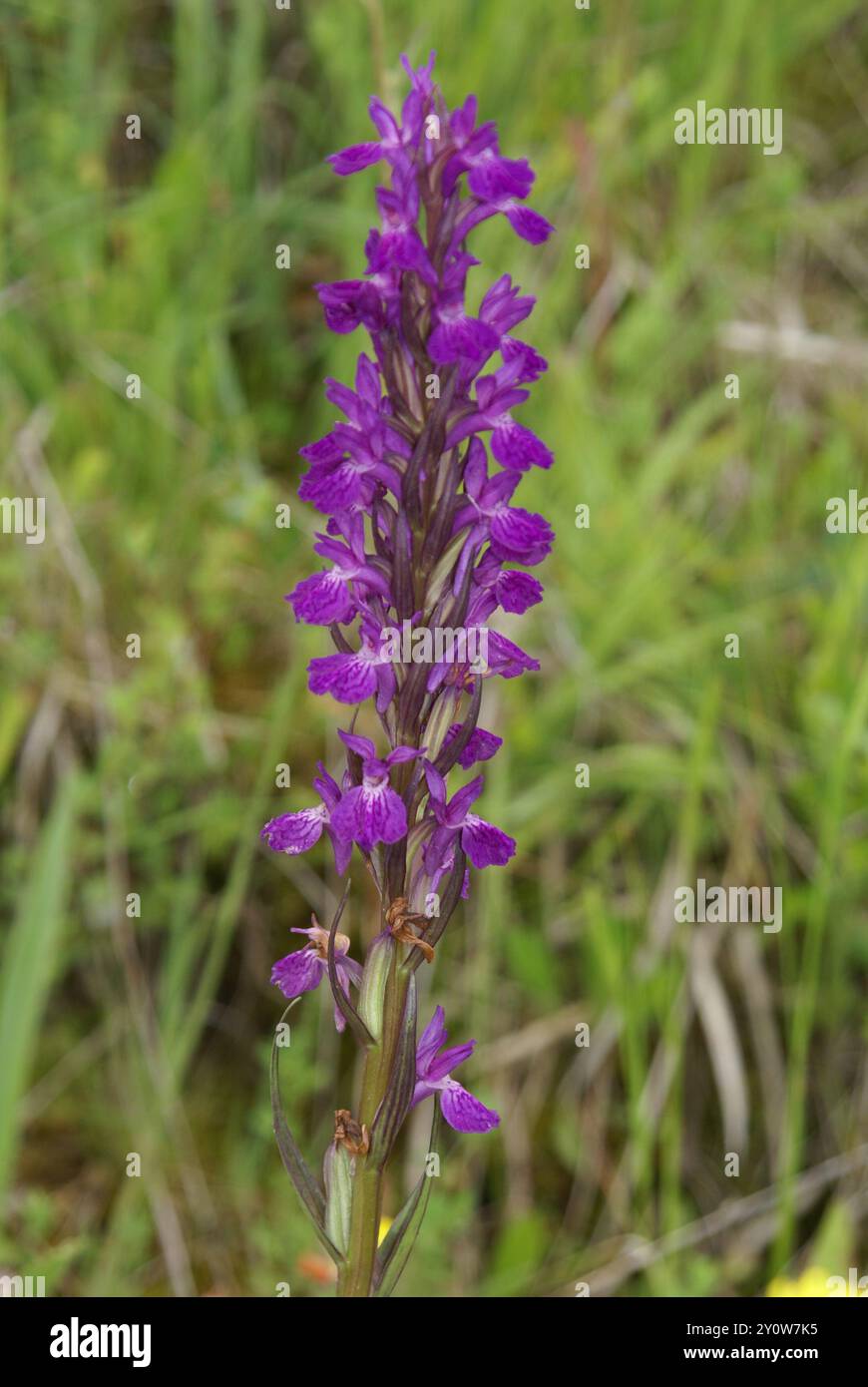 Robusto plantae di orchidea paludosa (Dactylorhiza elata) Foto Stock