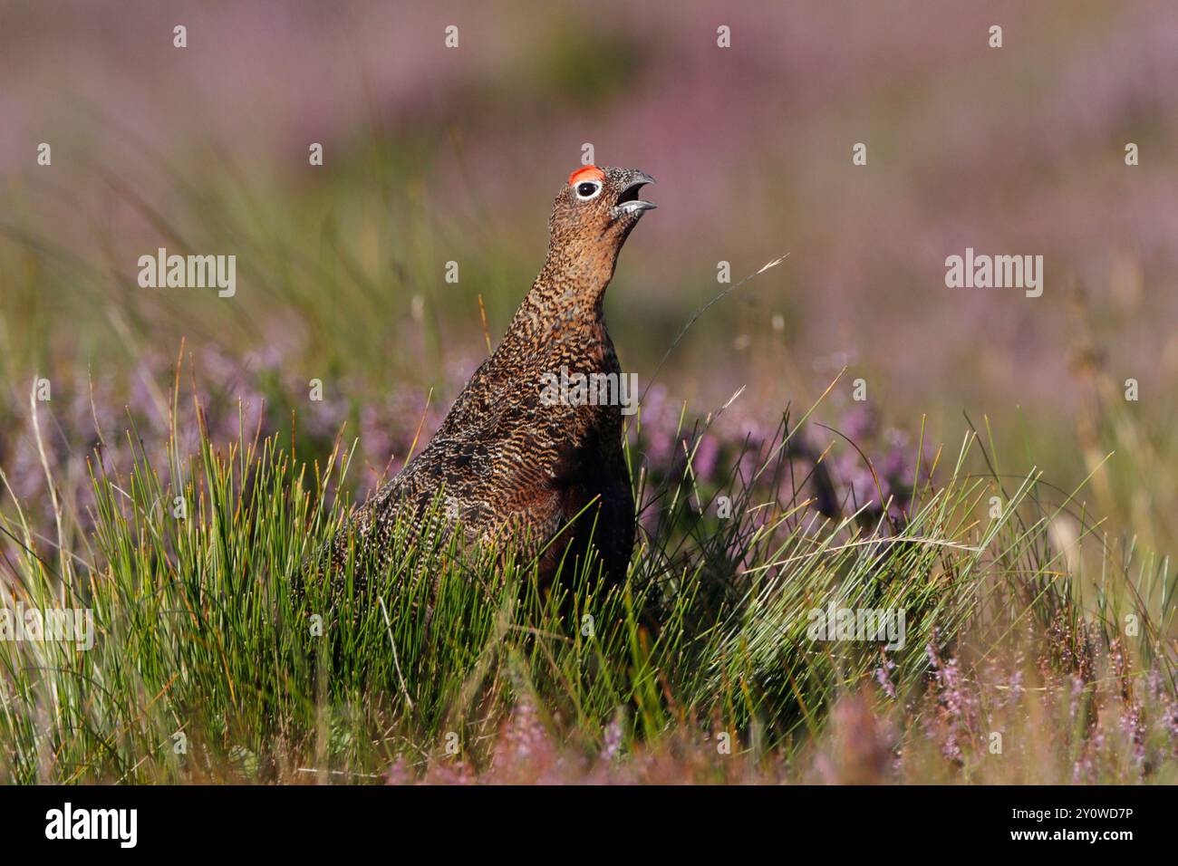 RED GROUSE (Lagopus lagopus scoticus) Calling, Scozia, Regno Unito. Foto Stock