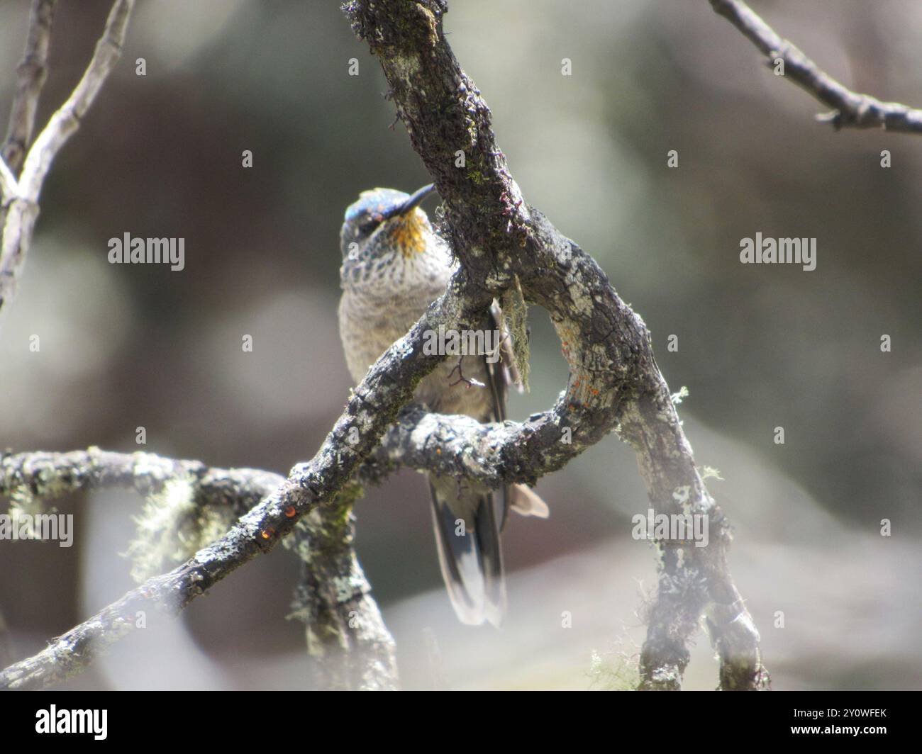 Ecuadoriano Hillstar (Oreotrochilus chimborazo) Aves Foto Stock